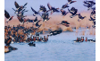 Еднодневен орнитоложки тур в Шабла – наблюдение и заснемане на редки видове птици